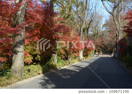 Shimogamo Shrine in autumn, autumn leaves on the approach, Sakyo Ward, Kyoto City 109671190