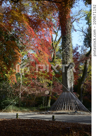 Shimogamo Shrine in autumn, autumn leaves on the approach, Sakyo Ward, Kyoto City Shimogamo Shrine in autumn, autumn leaves on the approach, Sakyo Ward, Kyoto City 109671192
