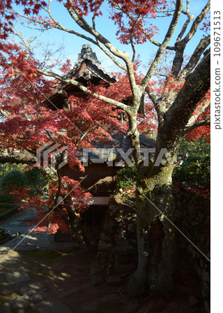 Autumn leaves at Zenkain Sanmon Gate, Shugakuin, Sakyo Ward, Kyoto City 109671513