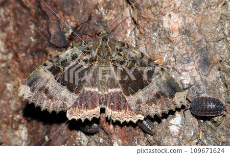 butterfly, insect, ant 109671624