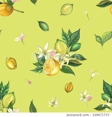 Watercolor seamless pattern with blooming lemons and lime branch with leaves, pink flowers, cut lemon and green lemon. Hand painted yellow fruits and flower isolated on light green background. Fresh Watercolor seamless pattern with blooming lemons and lime branch with leaves, pink flowers, cut lemon and green lemon. Hand painted yellow fruits and flower isolated on light green background. Fresh 109671737