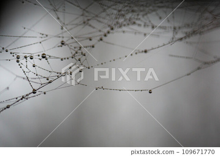 在早晨露水變濕的蜘蛛網 109671770