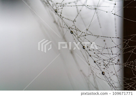 在早晨露水變濕的蜘蛛網 在早晨露水變濕的蜘蛛網 109671771
