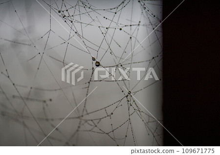 Spider web which gets wet in morning dew Spider web which gets wet in morning dew 109671775
