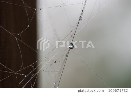 在早晨露水變濕的蜘蛛網 109671782
