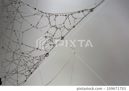 在早晨露水變濕的蜘蛛網 在早晨露水變濕的蜘蛛網 109671783