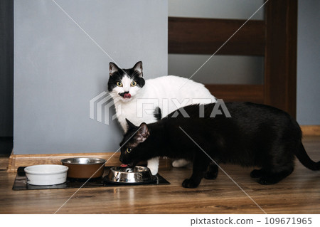 Black and White Cats Ready for Mealtime. Two black and white cats looking eagerly at the camera, standing next to their food bowls, ready for feeding time. 109671965