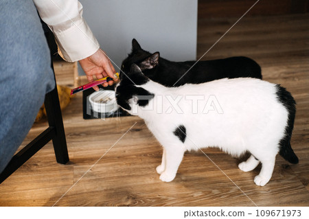 Two Cats Being Fed by Hand in a Home. A person's hand offering a treat to two attentive cats waiting beside their food bowls in a domestic setting. 109671973