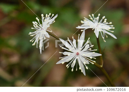Seriba auren, with its beautiful pure white petals, petal-shaped sepals, and stamens, was seen in the Satoyama village in early spring in Tamba Sasayama. 109672016
