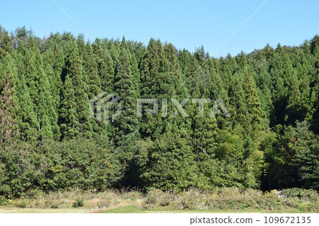 雪松樹針葉林 雪松樹針葉林 109672135