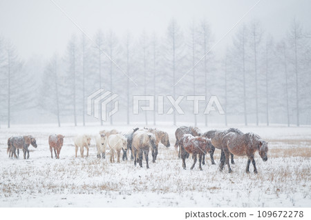 Hokkaido horse in winter 109672278