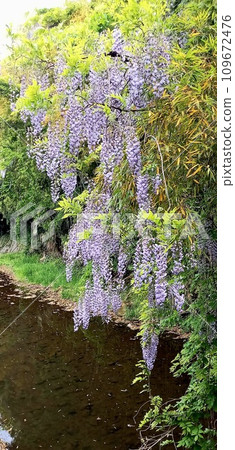 欣賞霞川上的紫藤花 欣賞霞川上的紫藤花 109672476