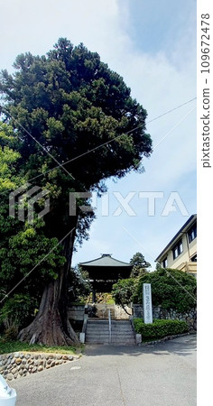驚嘆於守護灰島日吉神社入口的大樹 驚嘆於守護灰島日吉神社入口的大樹 109672478