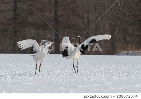 北海道東部冬季風景,日本起重機 北海道東部冬季風景,日本起重機 109672574