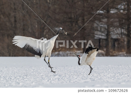 北海道東部冬季風景,日本起重機 北海道東部冬季風景,日本起重機 109672626