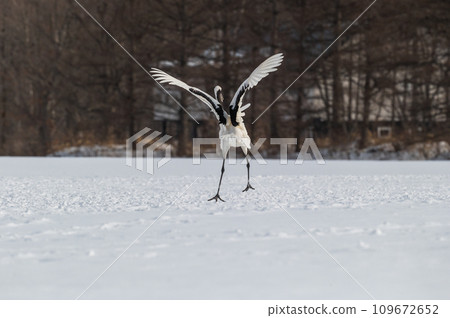 Winter scenery of Eastern Hokkaido, Japanese crane Winter scenery of Eastern Hokkaido, Japanese crane 109672652