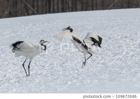 北海道東部冬季風景，日本起重機 109672686