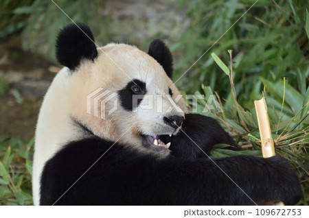 楓浜美味地吃著竹子 楓浜美味地吃著竹子 109672753