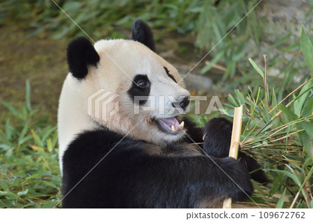 楓浜美味地吃著竹子 109672762