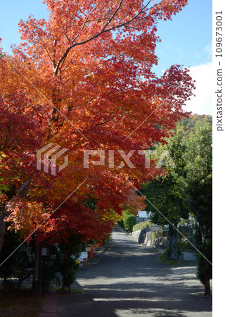 Sagano in Autumn, Autumn leaves in Okusaga, Ukyo Ward, Kyoto City 109673001