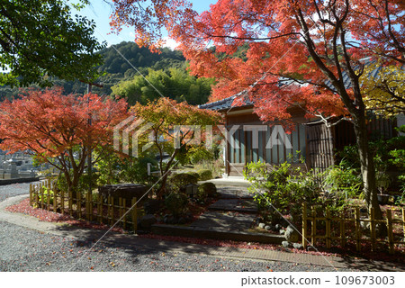 Sagano in Autumn, Autumn leaves in Okusaga, Ukyo Ward, Kyoto City 109673003