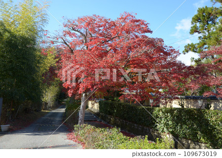Autumn Sagano, autumn leaves on the approach to Emperor Gokameyama's tomb, Ukyo Ward, Kyoto City Autumn Sagano, autumn leaves on the approach to Emperor Gokameyama's tomb, Ukyo Ward, Kyoto City 109673019