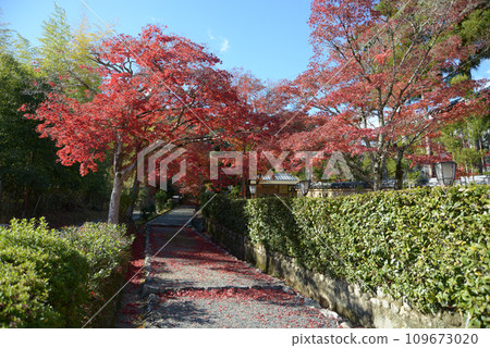 秋天的嵯峨野，京都市右京區五龜山天皇陵墓道上的秋葉 109673020