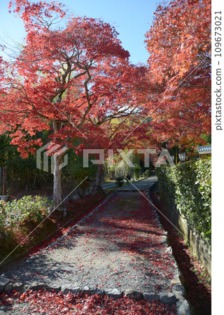 Autumn Sagano, autumn leaves on the approach to Emperor Gokameyama's tomb, Ukyo Ward, Kyoto City Autumn Sagano, autumn leaves on the approach to Emperor Gokameyama's tomb, Ukyo Ward, Kyoto City 109673021