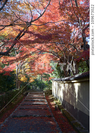 Autumn Sagano, autumn leaves on the approach to Emperor Gokameyama's tomb, Ukyo Ward, Kyoto City Autumn Sagano, autumn leaves on the approach to Emperor Gokameyama's tomb, Ukyo Ward, Kyoto City 109673022