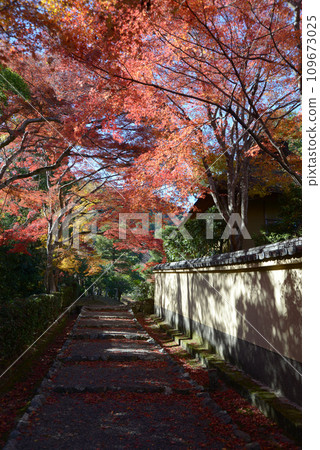秋天的嵯峨野，京都市右京區五龜山天皇陵墓道上的秋葉 109673025