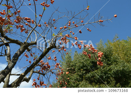 Persimmon tree Persimmon tree 109673168