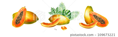 Marker sweet ripe compositions with slice, half papaya and tropical leafs in watercolor style. Hand drawn realistic tasty marker illustration of exotic tropical fruit isolated on background. For 109673221