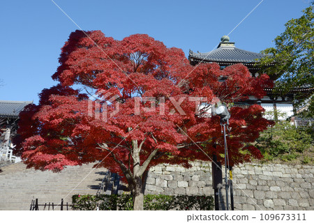 京都左京區黑谷區近海光明寺的秋葉 京都左京區黑谷區近海光明寺的秋葉 109673311