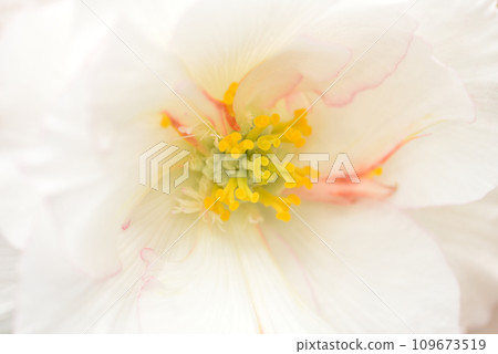 Begonia close-up, blur of flowers 109673519