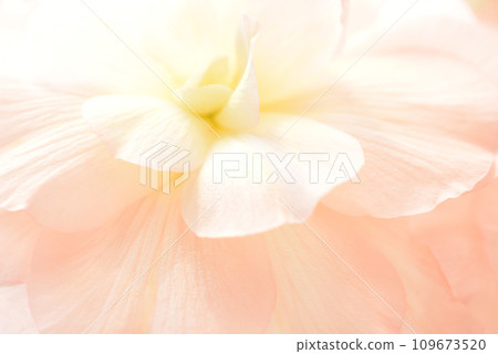 Begonia close-up, blur of flowers 109673520
