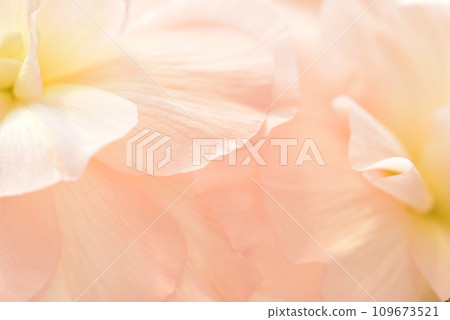 海棠特寫,花朵模糊 海棠特寫,花朵模糊 109673521