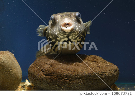 河豚, Sazanami 河豚, 魚, 鹹水魚, 游泳魚, Kagami Mochi, 白斑河豚, 河豚 109673781