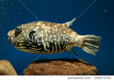 河豚 白斑河豚 鹹水魚 游泳魚 白斑河豚 河豚 109673782
