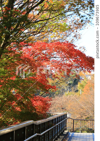 相模原公園人行天橋上掛著秋葉 相模原公園人行天橋上掛著秋葉 109673985
