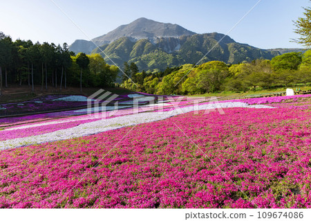 埼玉縣秩父市的春天：羊山公園和武甲山的福祿考 109674086