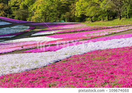 Spring in Chichibu City, Saitama Prefecture: Moss phlox at Hitsujiyama Park 109674088