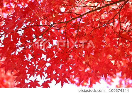 八岳 - 秋葉晴朗的日子 八岳 - 秋葉晴朗的日子 109674344