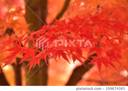 Yatsugatake - Autumn leaves on a clear day 109674365