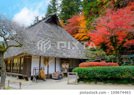 茅草屋頂的房子和秋葉 109674463