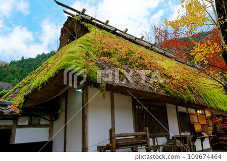 有秋葉和青苔屋頂的老民居 109674464