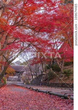 Autumn Kyoto, Bishamondo, autumn leaves coloring the slope leading to the Chokushimon gate 109674485