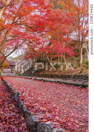 Autumn Kyoto, Bishamondo, autumn leaves coloring the slope leading to the Chokushimon gate 109674488