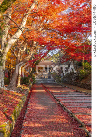 Autumn Kyoto, Bishamondo, autumn leaves coloring the slope leading to the Chokushimon gate 109674490