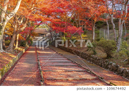 Autumn Kyoto, Bishamondo, autumn leaves coloring the slope leading to the Chokushimon gate 109674492