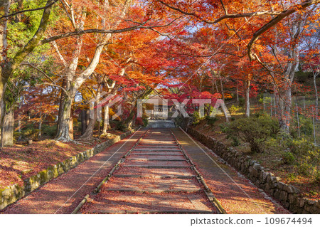 Autumn Kyoto, Bishamondo, autumn leaves coloring the slope leading to the Chokushimon gate 109674494